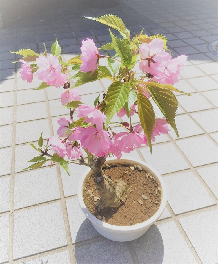 盆栽桜